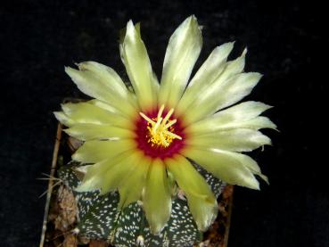 Plant with flower